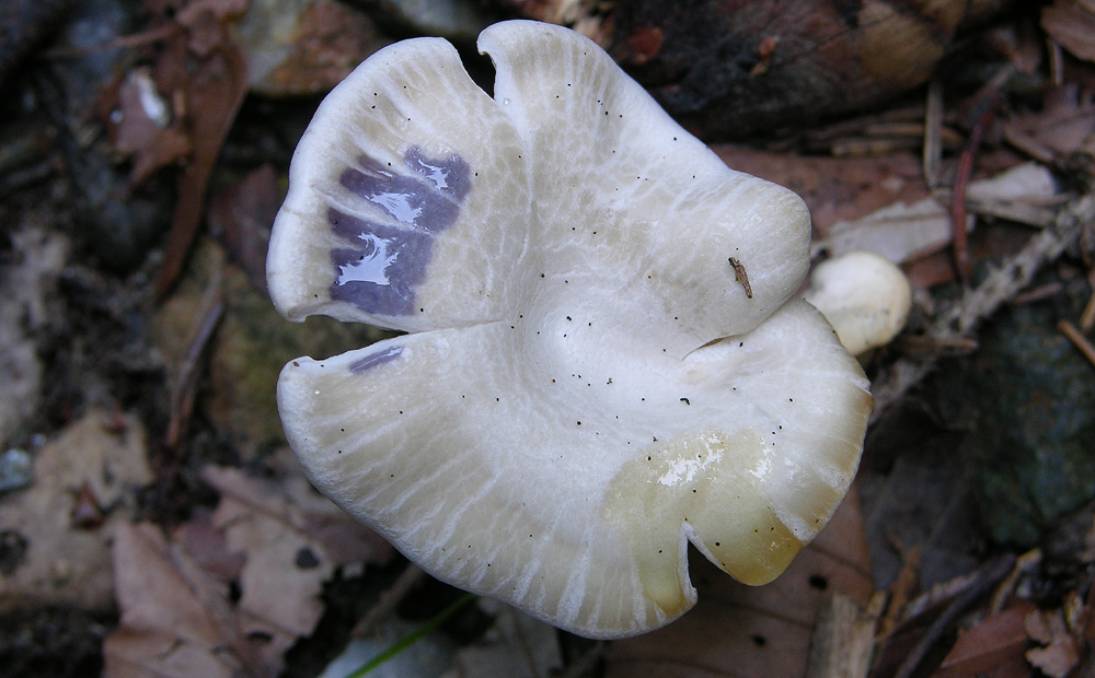 Lyophyllum connatum?